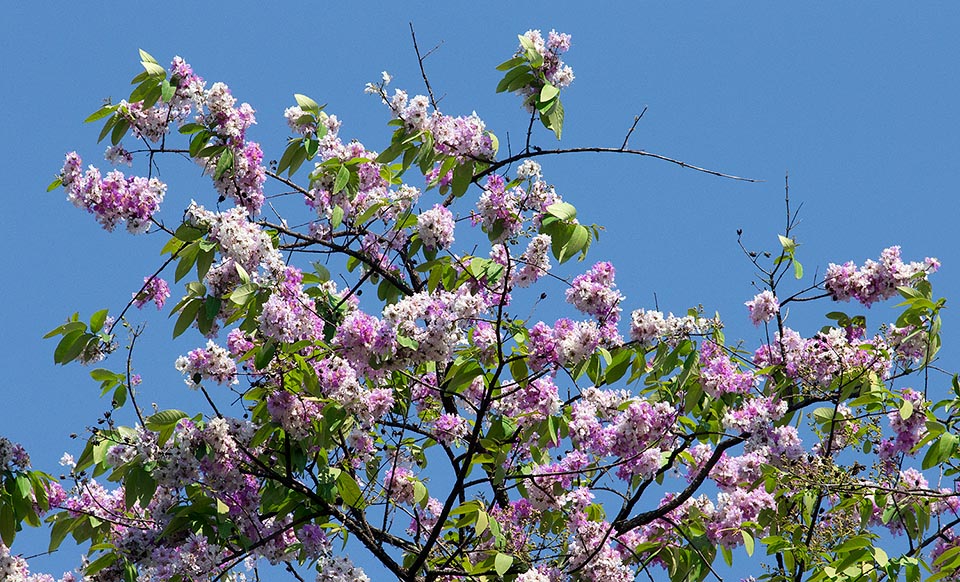 È un albero deciduo, alto anche 20 m, che fiorisce copiosamente nella stagione secca per oltre tre mesi © Giuseppe Mazza