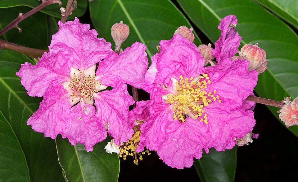 Le infiorescenze terminali di 15-40 cm recano numerosi fiori di 5-8 cm di diametro. Il colore, variabile può essere rosa pallido, lavanda o rosa porpora © Giuseppe Mazza