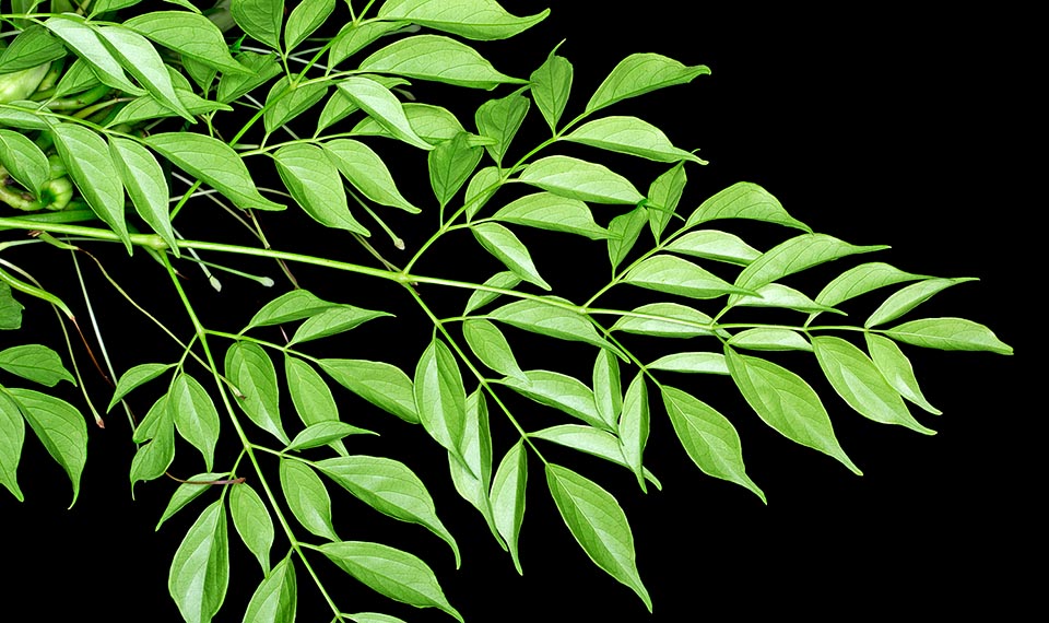 Originaire des forêts tropicales d’Asie orientale, il a des feuilles émeraude, très décoratives et atteint 30 m de haut © Giuseppe Mazza