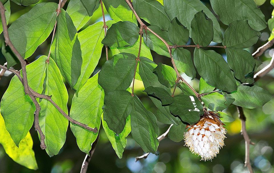 Las insólitas inflorescencias globosas, compactas, salen al mismo tiempo que las nuevas hojas y están inicialmente cubiertas de brácteas imbricadas. Las flores blancas, delicadas, tornan rápidamente al marrón tras la fecundación. Sépalos de alrededor de 1,5 cm, pétalos de 1,2-1,8 cm y 60-80 estambres prominentes de 2-3 cm © G. Mazza