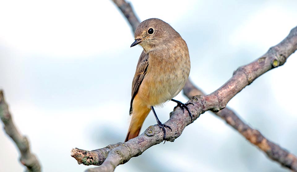 Phoenicurus phoenicurus, codirosso, Muscicapidae