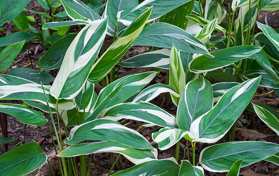 Per i rizomi carnosi ricchi di amido, lunghi 20-30 cm e larghi anche 4 cm, viene spesso coltivata ai tropici. Produce una fecola, detta arrowroot, facilmente digeribile e senza glutine. La forma a foglie variegate di bianco, crea macchie di luce nei giardini esotici e si rivela, con qualche cura, anche un’elegante pianta d’appartamento © Giuseppe Mazza