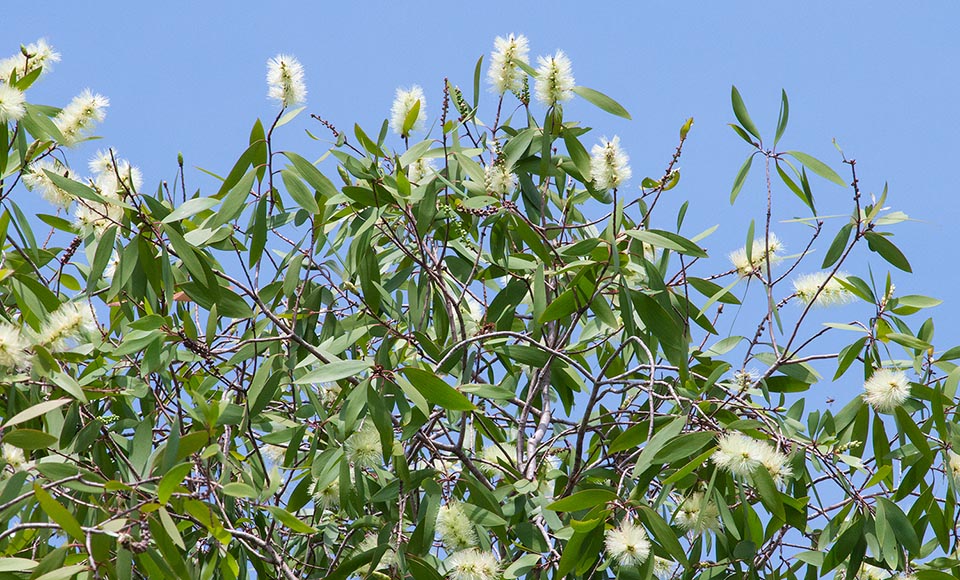 From the alternate, simple, lanceolate leaves they extract an oil containing cineole, with antibacterial, anti-inflammatory and insect-repellent properties © G. Mazza