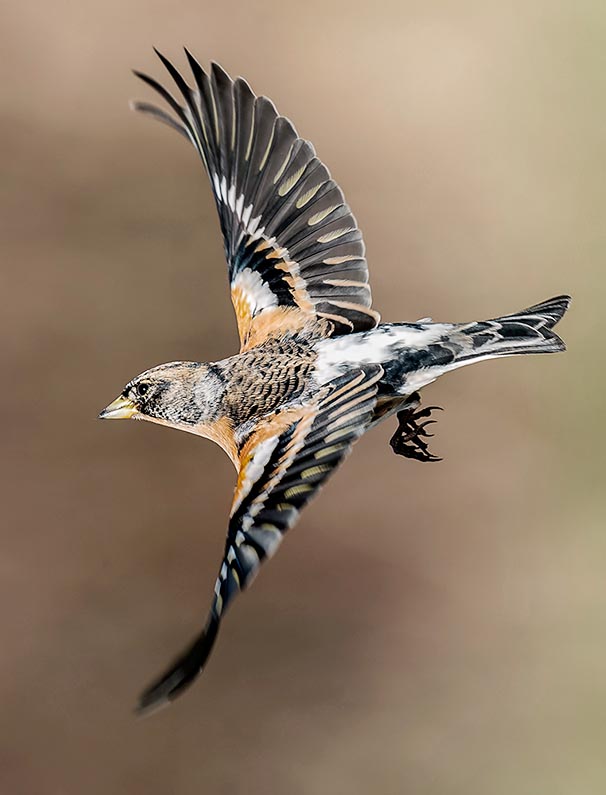 La più vistosa differenza col fringuello sta nel groppone bianco, ben visibile in volo © Antino Cervigni