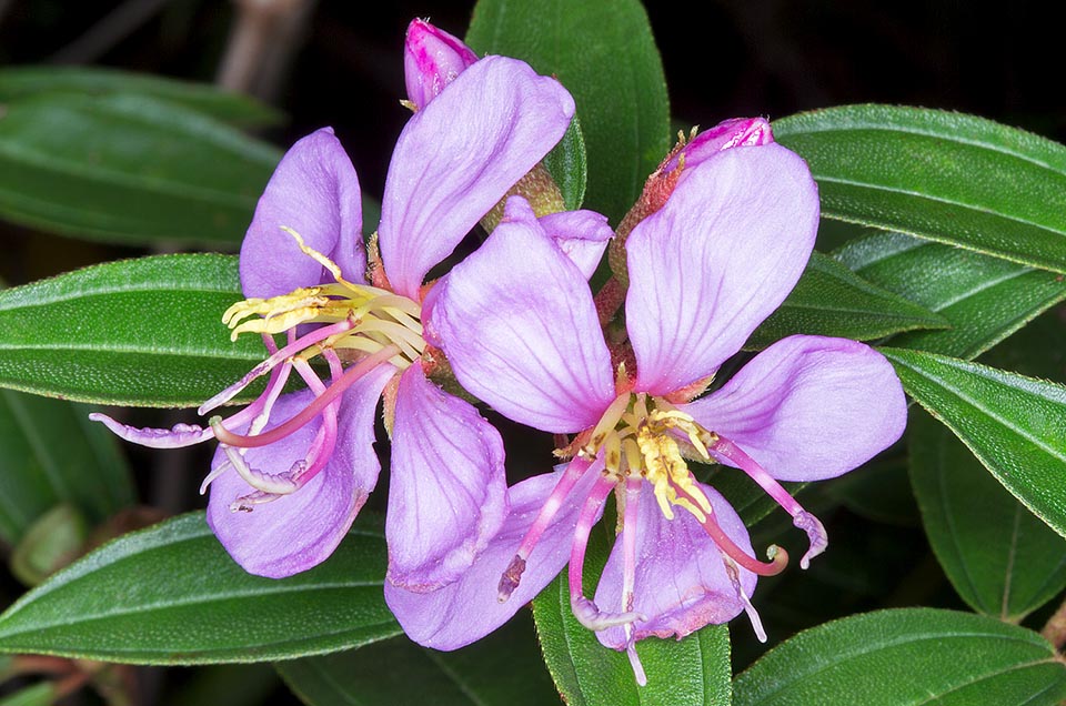 Las flores de 5-7 cm del Melastoma malabathricum pueden ser blancas, violáceas o púrpuras, con 5 estambres largos de anteras violetas y 5 cortos de anteras amarillas © Giuseppe Mazza