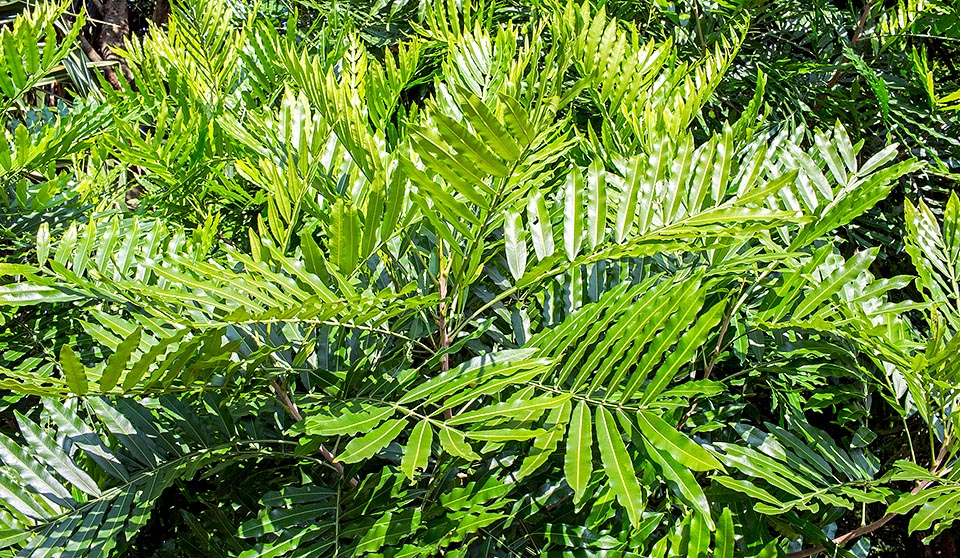 The luxuriant foliage, considered as among the most ornamental in absolute, reminds the ferns, as well states the scientific name © Giuseppe Mazza