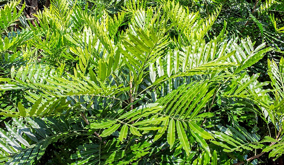 Le feuillage luxuriant, considéré parmi les plus décoratifs de tous, rappelle les fougères, comme le souligne bien le nom scientifique © Giuseppe Mazza