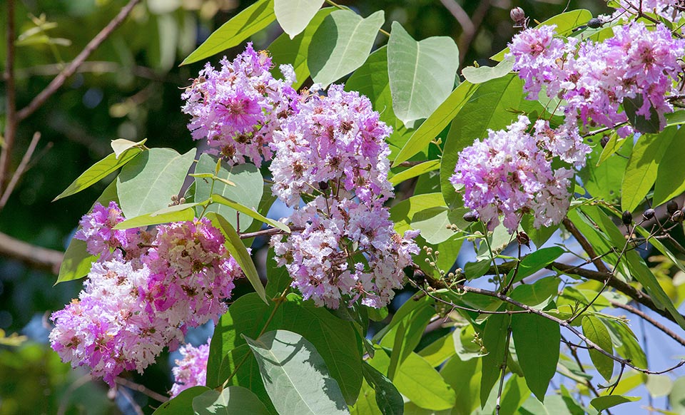 The inflorescences exceed even the 20 cm of diameter. The bark is used in the traditional medicine for treating the diarrhoea and the leaves in the skin ulcerations © Giuseppe Mazza