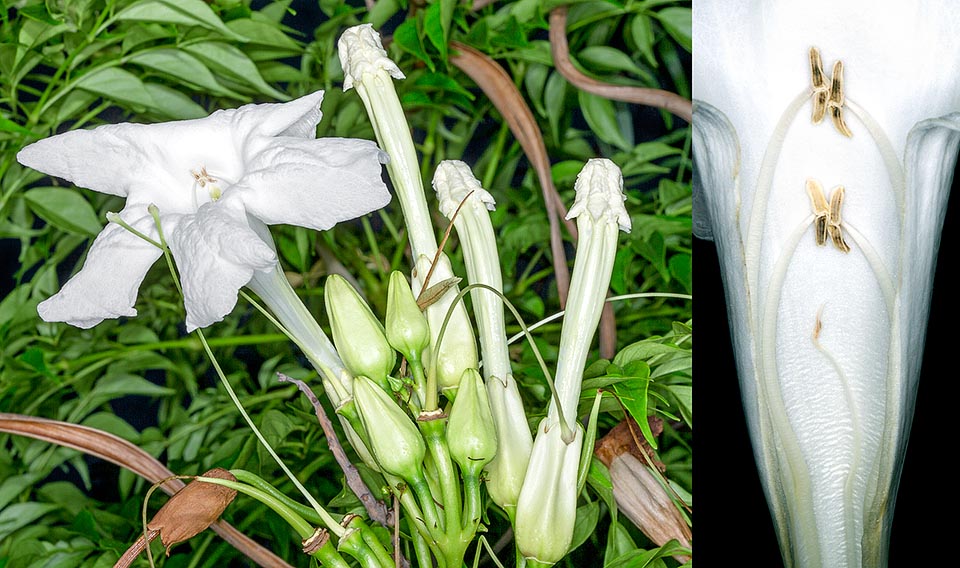 I fiori notturni, profumati, cadono poco dopo l’alba. Particolare a destra della corolla imbutiforme sezionata che mostra il pistillo e 4 stami didinami © Giuseppe Mazza