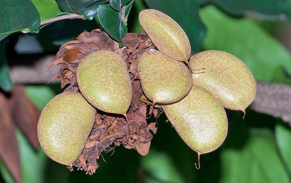 Los frutos son legumbres leñosas indehiscentes, curvadas, de alrededor de 7 cm de longitud, con superficie rugosa de color marrón claro y con una sola semilla dentro © Giuseppe Mazza