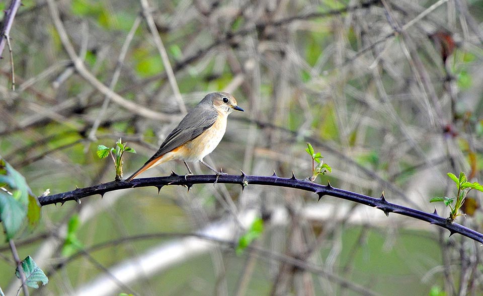 Phoenicurus phoenicurus, codirosso, Muscicapidae