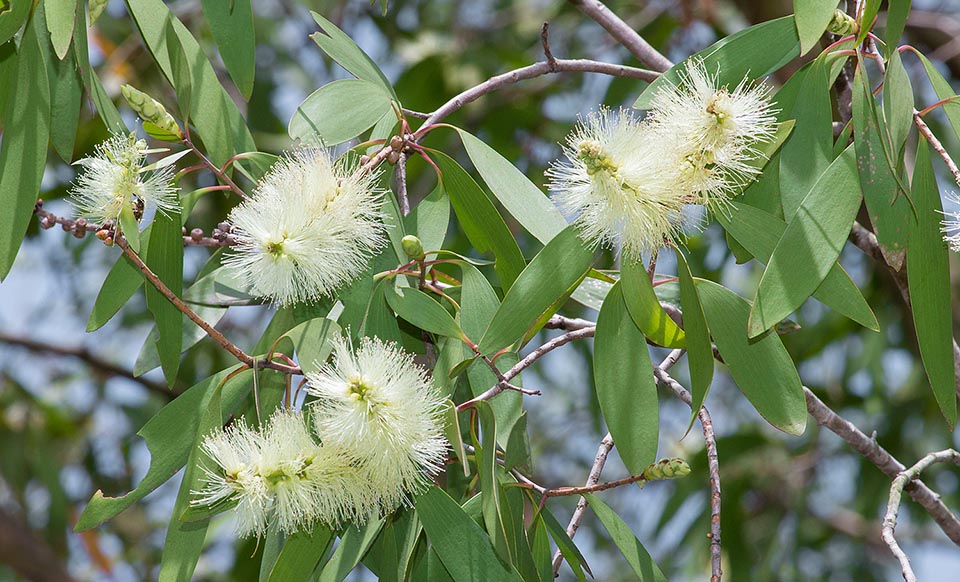 Las inflorescencias son espigas cilíndricas de entre 4 y 10 cm con flores hermafroditas pero proterándricas para favorecer la fecundación cruzada © Giuseppe Mazza