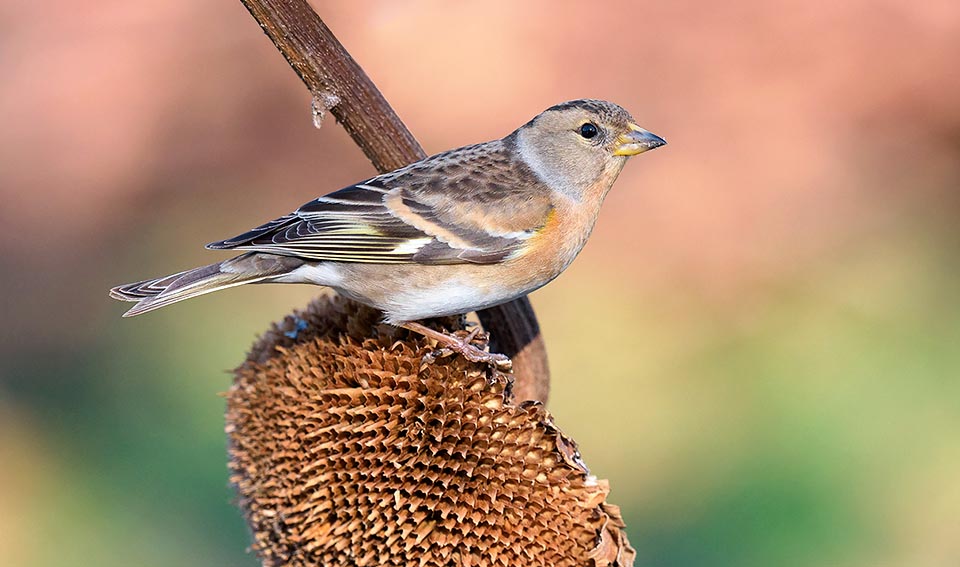 Y compris en période de reproduction la femelle a un plumage terne mais dans l'ensemble semblable à celui de son partenaire © Antino Cervigni