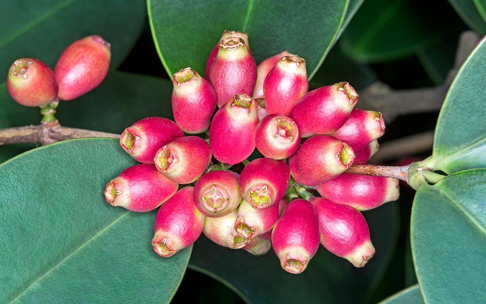 Frutti obovoidi, di circa 1,5 cm di lunghezza e 1 cm di diametro, inizialmente rosati, poi porpora nerastro e neri a maturità, sono eduli ma di scarso pregio © G. Mazza