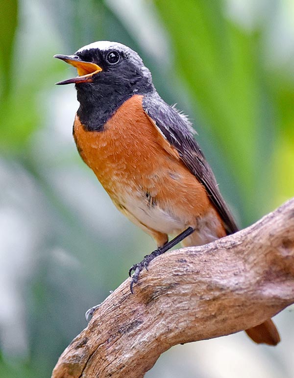 Phoenicurus phoenicurus, codirosso, Muscicapidae