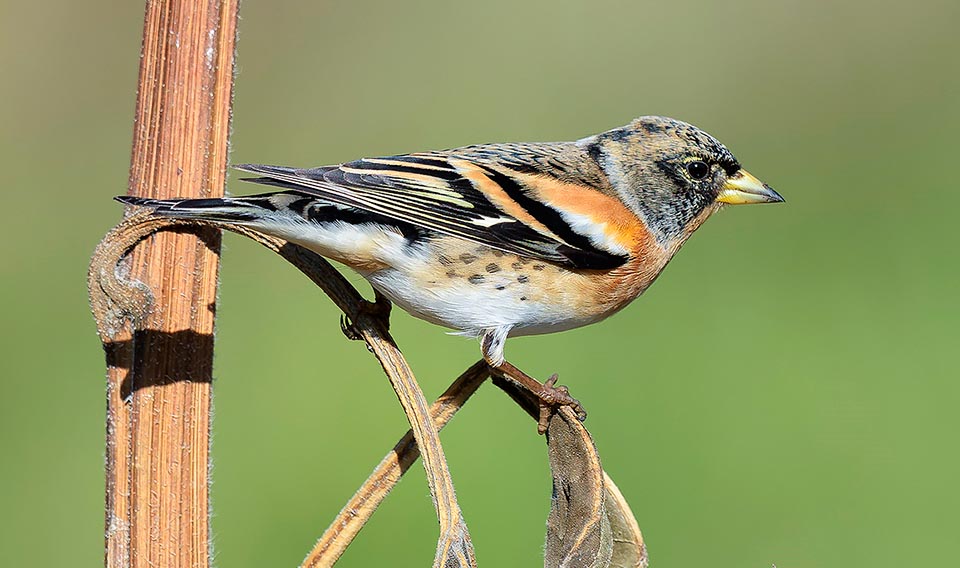 Here's a male in comparison. With much more bright tones in the reproductive period, the head, nape and rest of the back are black © Antino Cervigni