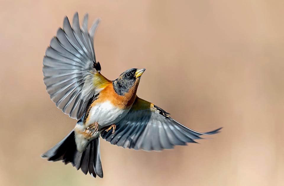 La poitrine montre une large bande orangé-brillant qui enveloppe une partie du dos et des flancs contrastant avec les rémiges noir de jais © Antino Cervigni