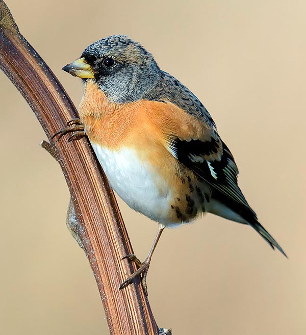 Male by late season. The black pearly bill turns progressively yellow and the head gets white dusted © Antino Cervigni