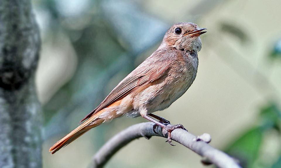 Phoenicurus phoenicurus, Common redstart, Muscicapidae