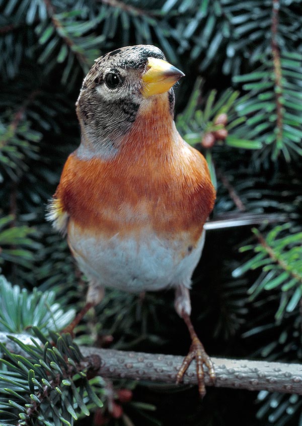 The brambling spends the summer in dense and leafy conifer forests © Giuseppe Mazza