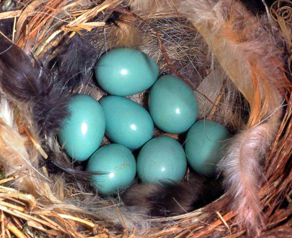 Phoenicurus phoenicurus, codirosso, Muscicapidae