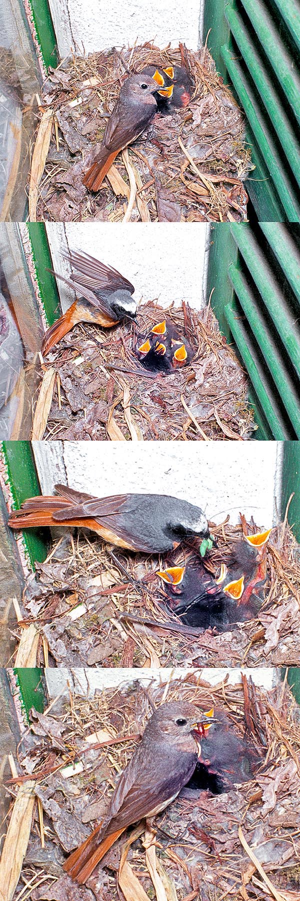 Phoenicurus phoenicurus, Common redstart, Muscicapidae