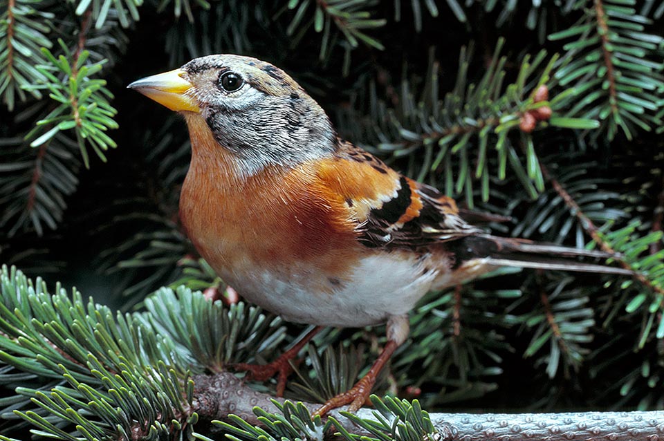 Like all fringillids, it eats insects during the reproductive period whilst during the winter it eats almost exclusively berries, seeds and grains © Giuseppe Mazza