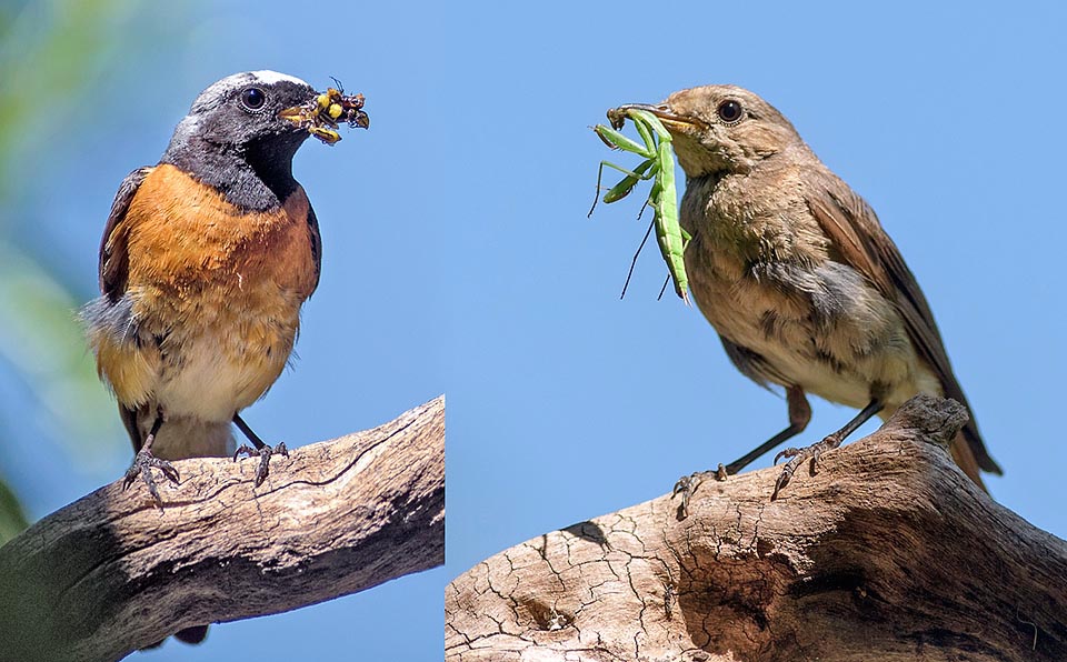 Phoenicurus phoenicurus, Common redstart, Muscicapidae