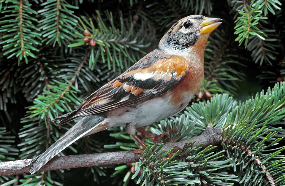 Usually it reproduces only once per year and in winter migrates also at long range but without reaching the tropics. Territorial and quite solitary during the nidification, the brambling becomes incredibly social for migrating, with wavy flocks that follow each other in almost continuous and unceasing way © Giuseppe Mazza
