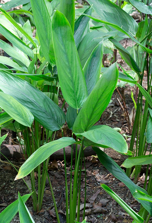 Native to tropical America, the Maranta arundinacea is a 30-150 cm perennial rhizomatous © G. Mazza