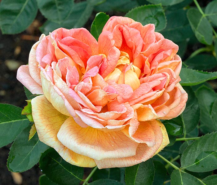 Rosa 'Soleil d'Or' - Monaco Nature Encyclopedia
