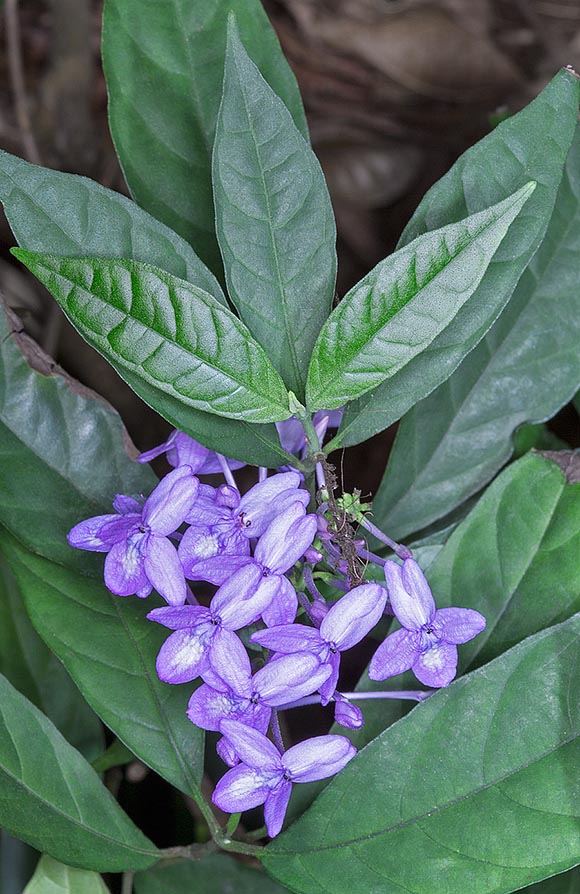 Pseuderanthemum crenulatum est une espèce tropicale semi arbustive très ramifiée © G. Mazza