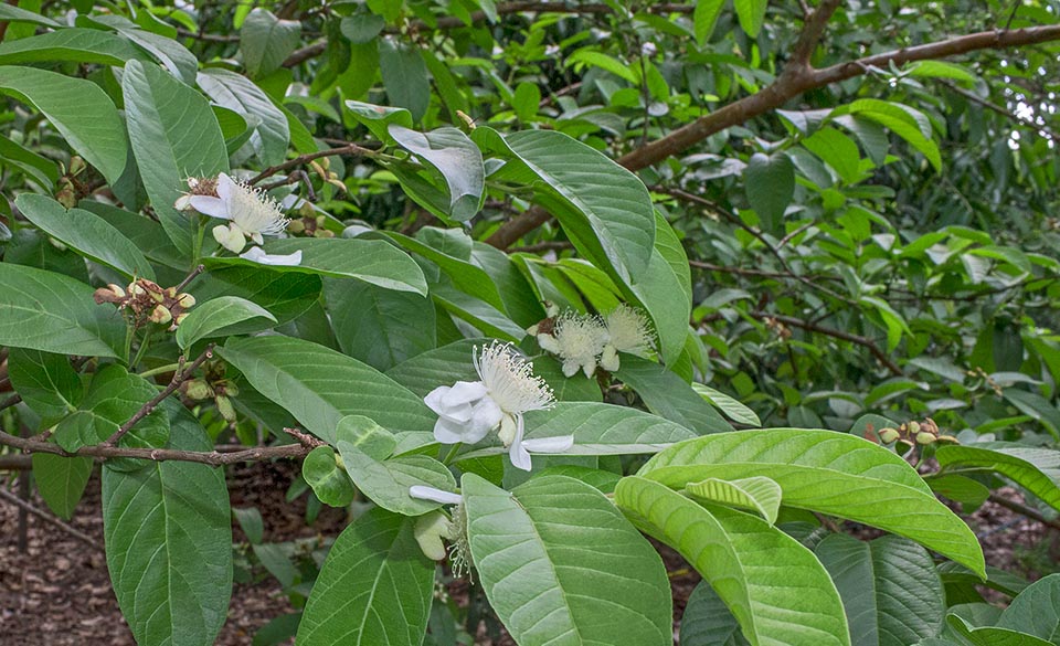 Psidium guajava est un arbre fruitier très ramifié qui dans les forêts ouvertes et les bosquets d'Amérique tropicale peut atteindre les 10 m de hauteur © Giuseppe Mazza