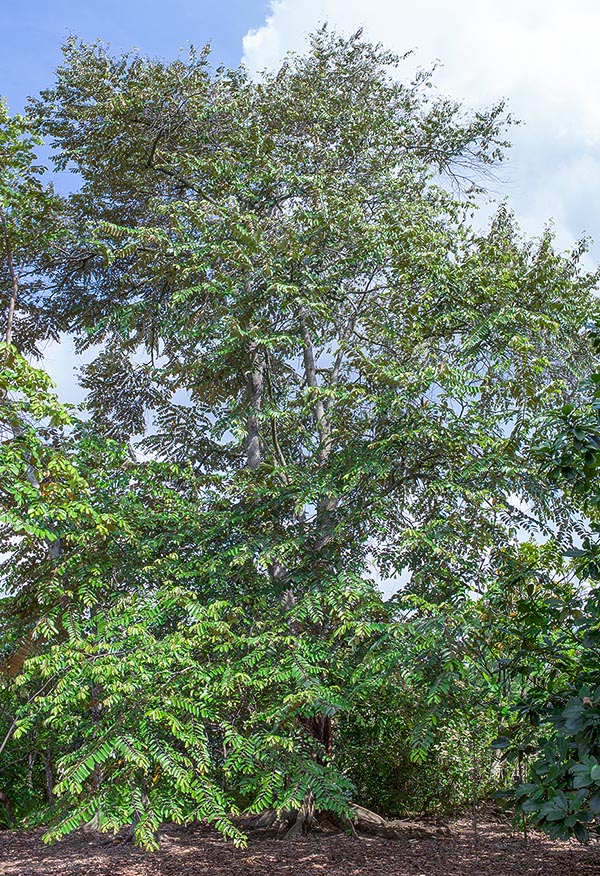 Maestoso sempreverde del Sud-Est Asiatico, lo Pterospermum javanicum è un albero che può raggiungere in natura i 50 m d’altezza, con un tronco largo anche un metro e solide radici tabulari © Giuseppe Mazza