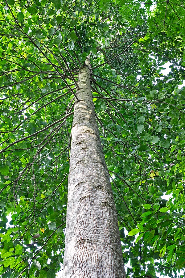 In the open forests of South-East Asia, the Pterygota alata can be 35 m tall with 1 m trunk © G. Mazza