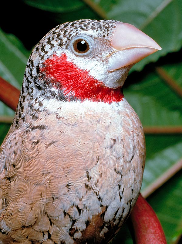 The Amadina fasciata lives in the sub-Saharan steppe area from Senegal to Ethiopia and from the Horn of Africa south to East South Africa. It is totally missing from equatorial forests and densely wooded zones © Giuseppe Mazza