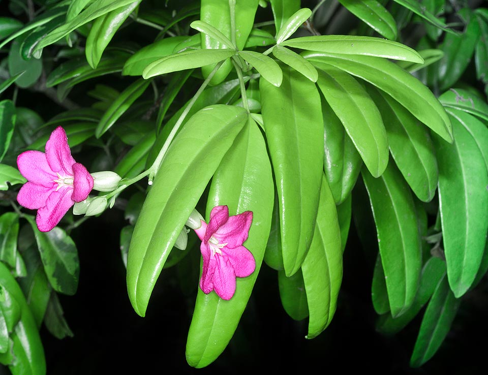 Originaria de Cuba y Haití, la Ravenia spectabilis es un arbusto de entre 1,5 y 4,5 m de alto de fácil cultivo en los trópicos. Hojas decorativas y floración continua. Estudios de laboratorio han demostrado la presencia en la corteza y las hojas de alcaloides con actividad antibacteriana, antioxidante y citotóxica de posible interés para la farmacopea oficial © Giuseppe Mazza