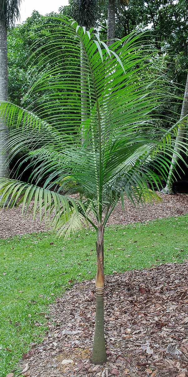 Rhopaloblaste elegans croît dans les forêts humides des îles Salomon jusqu'à environ 500 m d'altitude © Giuseppe Mazza