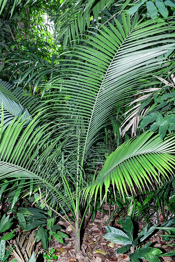 Originaire des forêts humides de Malaisie péninsulaire et de Singapour, Rhopaloblaste singaporensis est une espèce cespiteuse de 3-5 m de hauteur. De grand effet, même en pot, sous les tropiques © G. Mazza