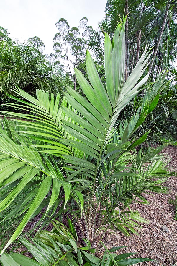 Originaire de Java et de Sumatra, Salacca zalacca est une espèce cespiteuse rampante aux pétioles de 2 m, très épineuse, se prêtant bien à créer des barrières infranchissables. Elle est largement cultivée en Asie du sud-est également pour ses fruits piriformes savoureux, de 5-8 cm, à la chair croquante © Giuseppe Mazza