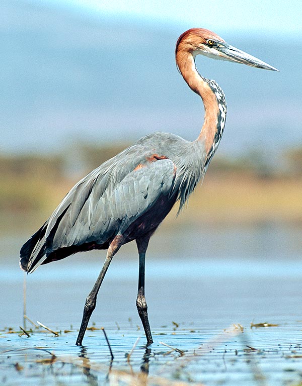 Ardea goliath, Ardeidae, Airone golia