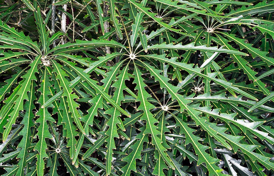 At high extinction risk in nature, Plerandra elegantissima is native to a narrow area of south-western New Caledonia. Slow growth and difficult cultivation © G. Mazza