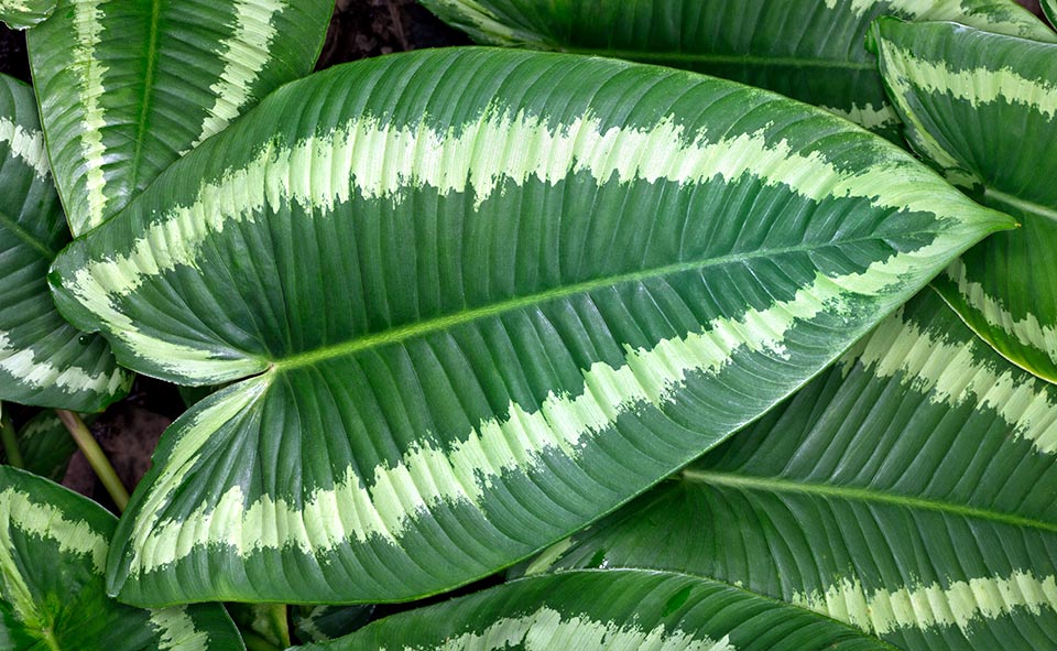 Originaire des forêts sombres et humides d’Asie du sud-est, Schismatoglottis wallichii est un excellent couvre-sol sous les tropiques et une bonne plante d’appartement © Giuseppe Mazza