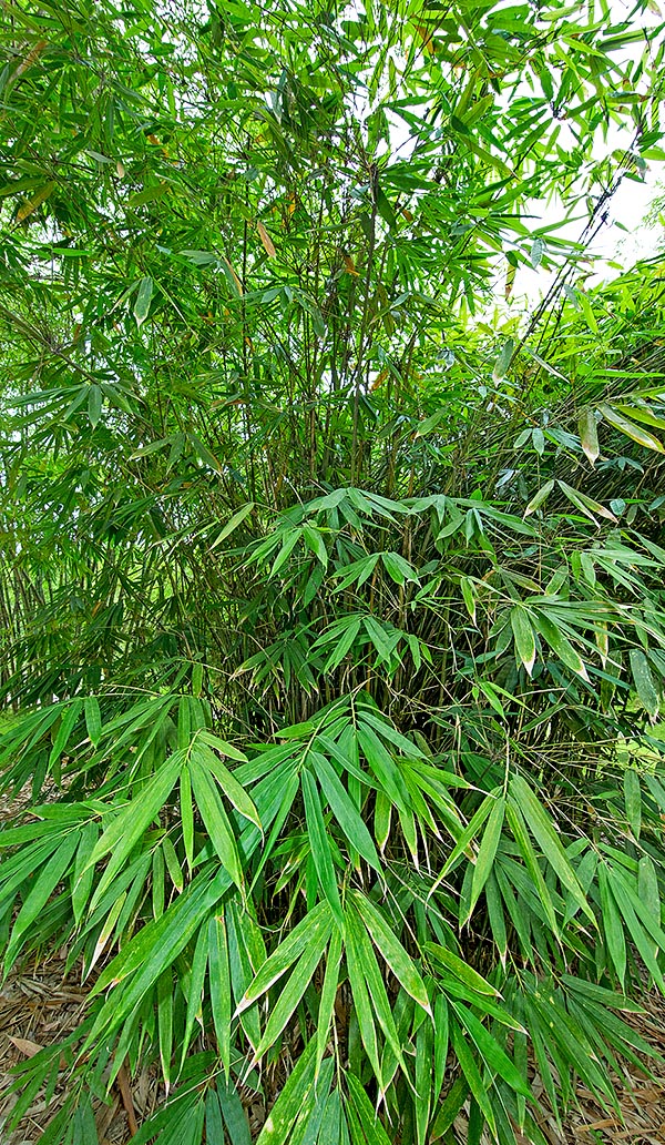 Dans les forêts du sud-est asiatique Schizostachyum jaculans atteint 10 m. Très longs chaumes minces utilisés par les aborigènes pour construire des sarbacanes, comme l’indique le nom latin de l'espèce © Giuseppe Mazza