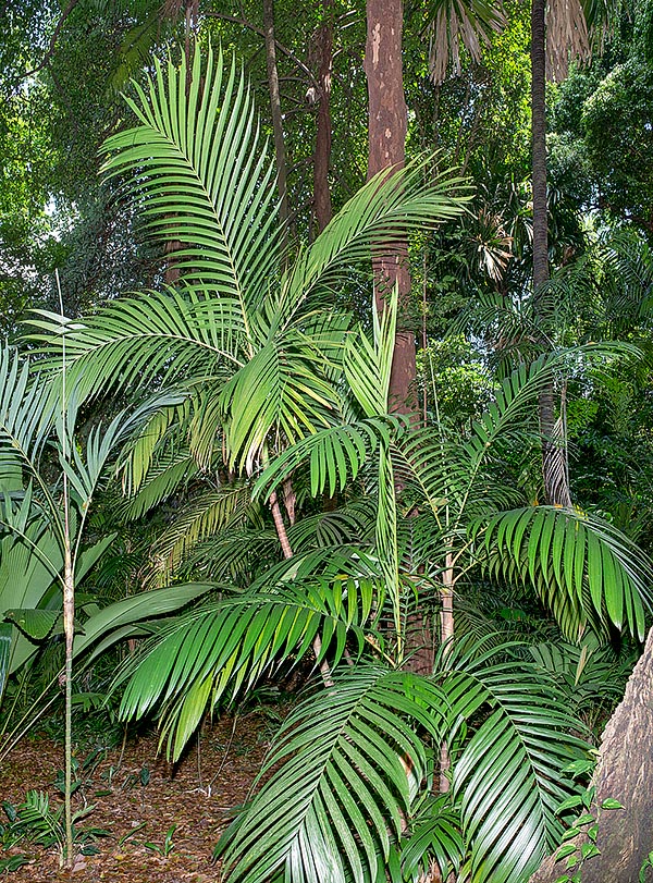 Originaria delle foreste pluviali e delle formazioni di mangrovie del Borneo, la splendida Nenga pumila var. pachystachya raggiunge i 5 m d’altezza. Eleganza e facilità di coltura, anche in vaso © G Mazza