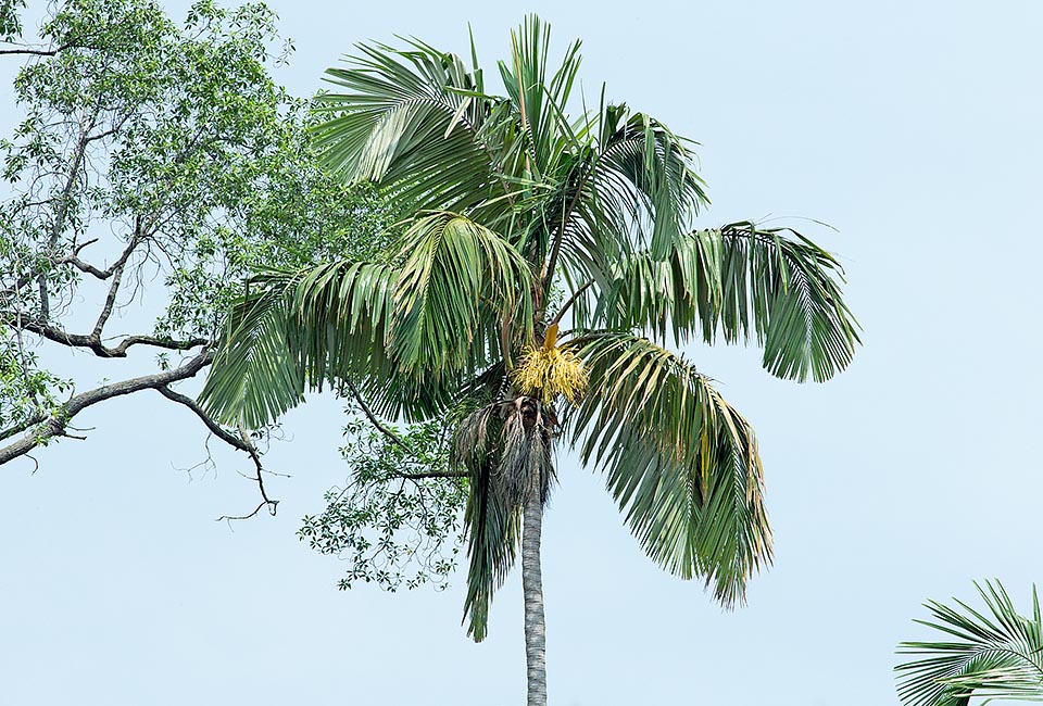 Originating from the humid forests of Southeast Asia, where leaves and stems are used in the rural homes, the Orania sylvicola reaches 20 m in height © Giuseppe Mazza