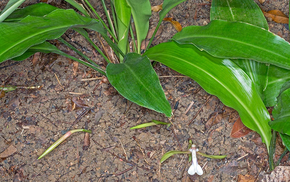 Rara en cultivo, la Orchidantha siamensis es una especie herbácea rizomatosa originaria de las selvas lluviosas de Malasia peninsular, Singapur y Tailandia peninsular © Giuseppe Mazza
