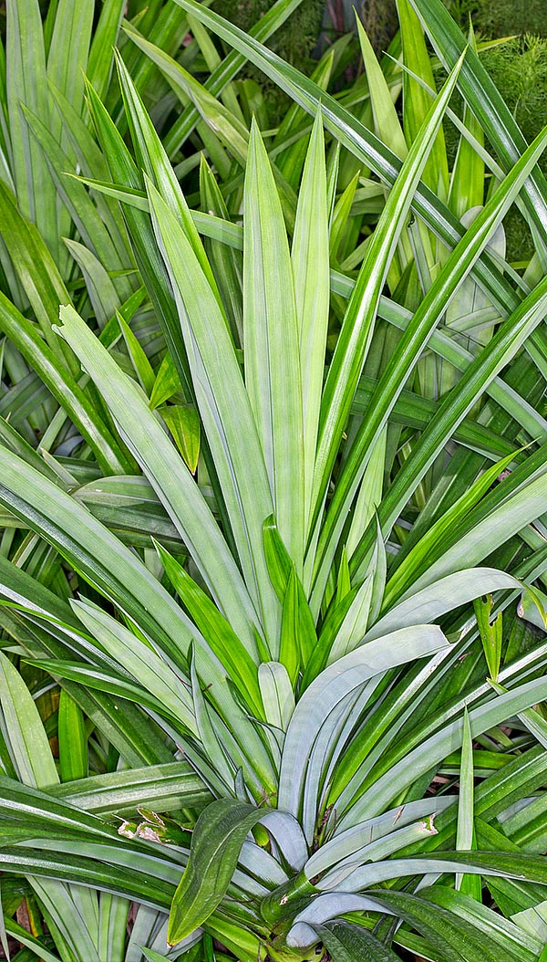 The Pandanus amaryllifolius from the Moluccas is well-known since ancient times for its fragrant leaves which colour food and drinks in green. Proven medicinal virtues and a dwarf form for domestic uses © Giuseppe Mazza