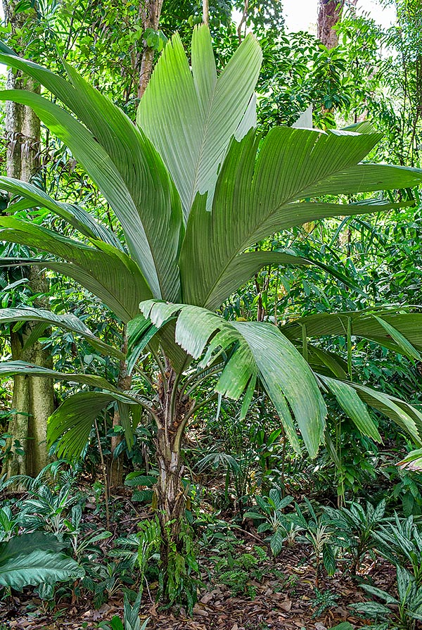 Originating from the Marquesas Islands and rarely cultivated, Pelagodoxa henryana is highly endangered © Giuseppe Mazza