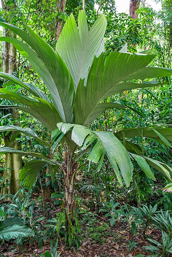 Originaire des îles Marquises et peu cultivé, Pelagodoxa henryana est à très haut risque d’extinction © Giuseppe Mazza